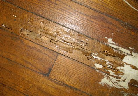 Termite Damage On Wood Floors - Carpet Vidalondon