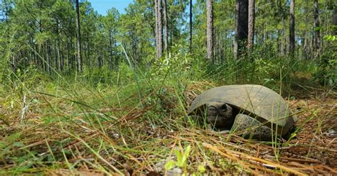 Nearly 2,000 Acres Secured in Southeastern Georgia for Critically Endangered Species Habitat ...