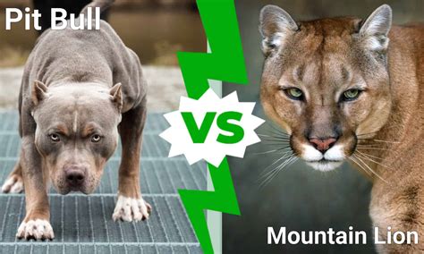 Pitbull Dog Vs Lion