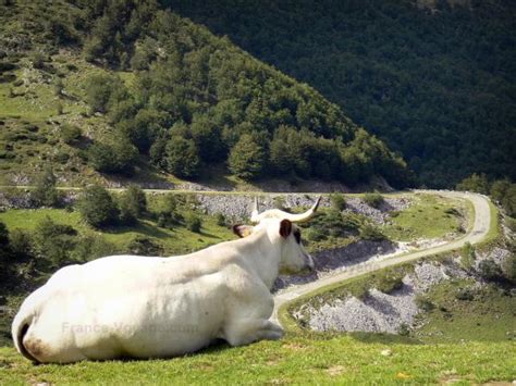 Ariège Pyrenees Regional Nature Park - Tourism & Holiday Guide