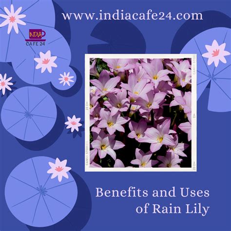 Rain Lily- The Flower Of Rains - Indiacafe24.com