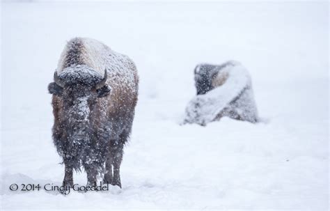 Bison, fog, snow, Hayden Valley, Yellowstone | Cindy Goeddel Photography