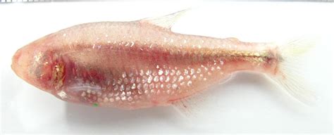 Why Scientists Are Falling For A Blind, Albino, Binge-Eating Cavefish