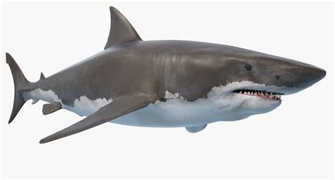 great white shark ocean animation max | White sharks, Great white shark ...