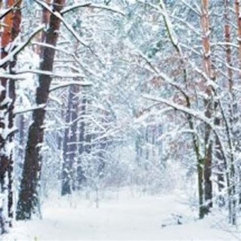 Snowy Forest Backdrop - More Weddings