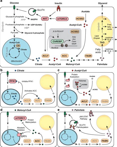 Glucose metabolism and de novo lipogenesis (DNL) in adipocytes. a Model ...