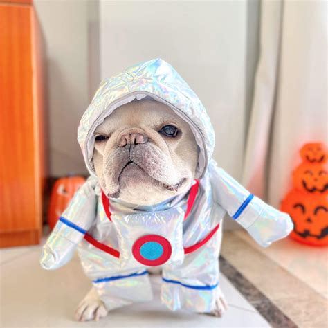 dog halloween costume astronaut – Frenchiely