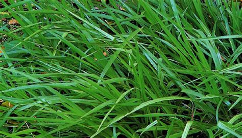 Argentine Bahiagrass BAHIA Grass Lawn Seeds | BELL Garden Company,Wholesale Plant seeds,Alive ...