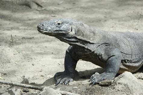 40 Interesting Facts about Komodo Dragons – Factins