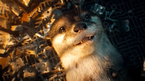 Guardians of the Galaxy 3 Animal Cruelty: Does 'Guardians of the Galaxy Vol. 3' Need a Trigger ...