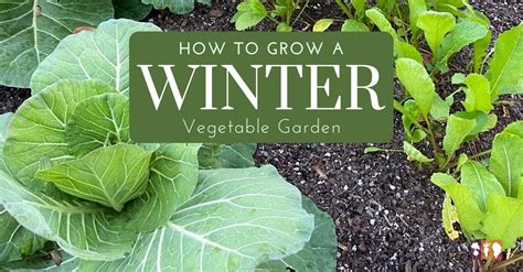 Growing a Winter Vegetable Garden - The Kitchen Garten