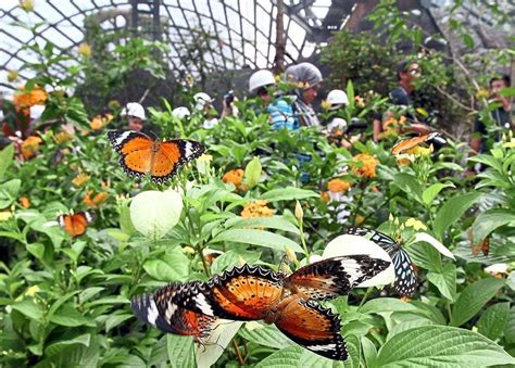 Exploring Zanzibar Butterfly Center | Zanzibar Safaris Tours