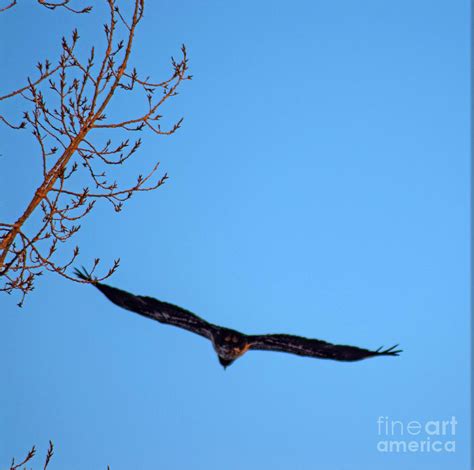 Golden Eagle Wingspan Photograph by William Tasker - Fine Art America