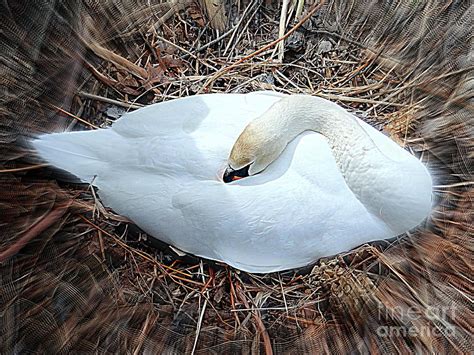 Nesting Swan Photograph by Ed Weidman - Fine Art America