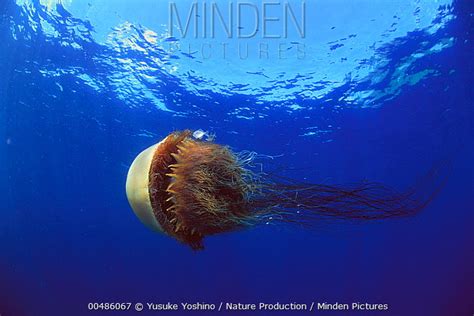 Nomura's Jellyfish stock photo - Minden Pictures