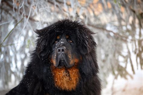 Tibetan Mastiff - born defender - WARSAW DOG