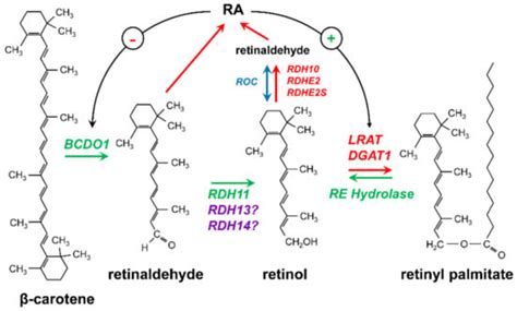 Biomolecules | Free Full-Text | Generation of Retinaldehyde for Retinoic Acid Biosynthesis