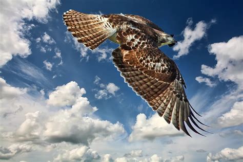 Red-tailed hawk flying in the clouds. | Smithsonian Photo Contest | Smithsonian Magazine