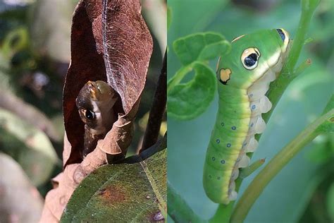 The Spicebush Swallowtail Butterfly, Its Host Plants, and the New ...