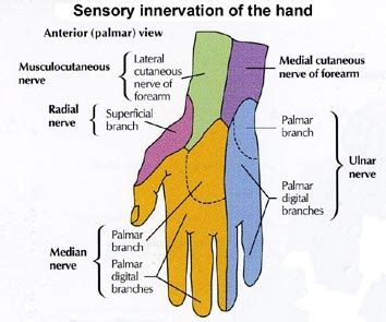 Anatomy of the Hand | Team Bone