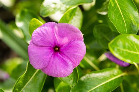 Annual Vinca: Plant Care & Growing Guide