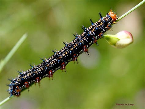 Common buckeye butterfly caterpillar | Project Noah