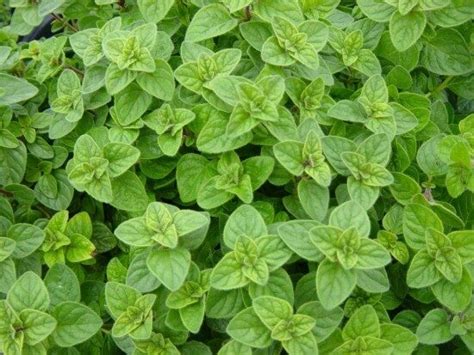 Learn About... Oregano - Urban Cultivator