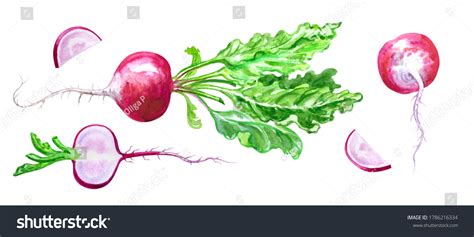 Radish Watercolor: Over 4,243 Royalty-Free Licensable Stock ...