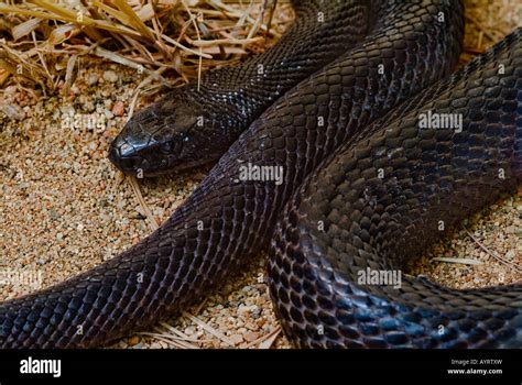 Taipan (Oxyuranus scutellatus), venomous snake, Northern Territory ...