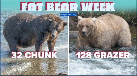 Chunk and Grazer are 2 chonky finalists for annual Fat Bear Week contest held in Katmai National ...