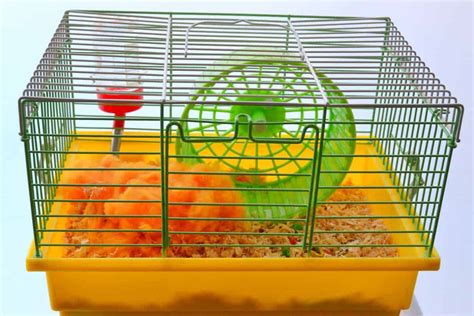 How Often Should You Clean a Hamster’s Cage? - Hamsters 101