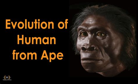 Evolution of Human - From Apes - History To Know