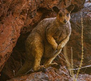 Rock-wallaby Facts for Kids