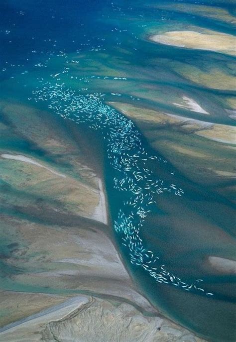 Beluga whale migration : pics