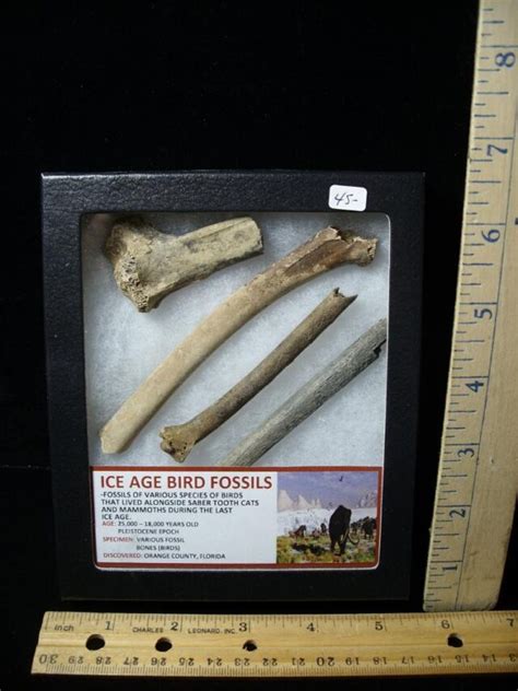 Ice Age Bird Fossils (040822n) - The Stones & Bones Collection