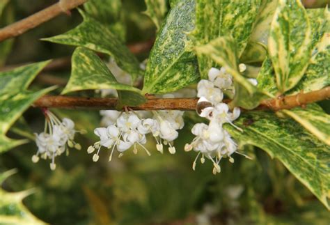 Osmanthus heterophyllus 'Goshiki' - Plant ID @ HCP