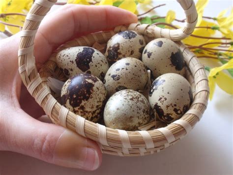 Quail Eggs 15 plus 3 Extras Blown Coturnix Quail Eggs Easter | Etsy