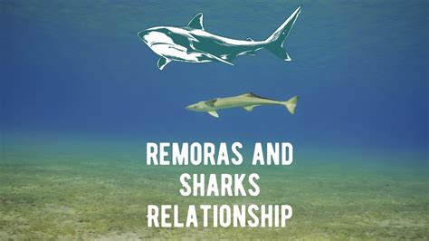 Symbiotic Harmony: Remoras and Sharks Relationship - Shark Truth