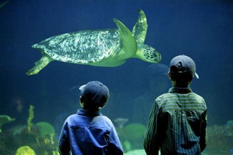 Virginia Beach VA - Museum Science Aquarium Art ARE