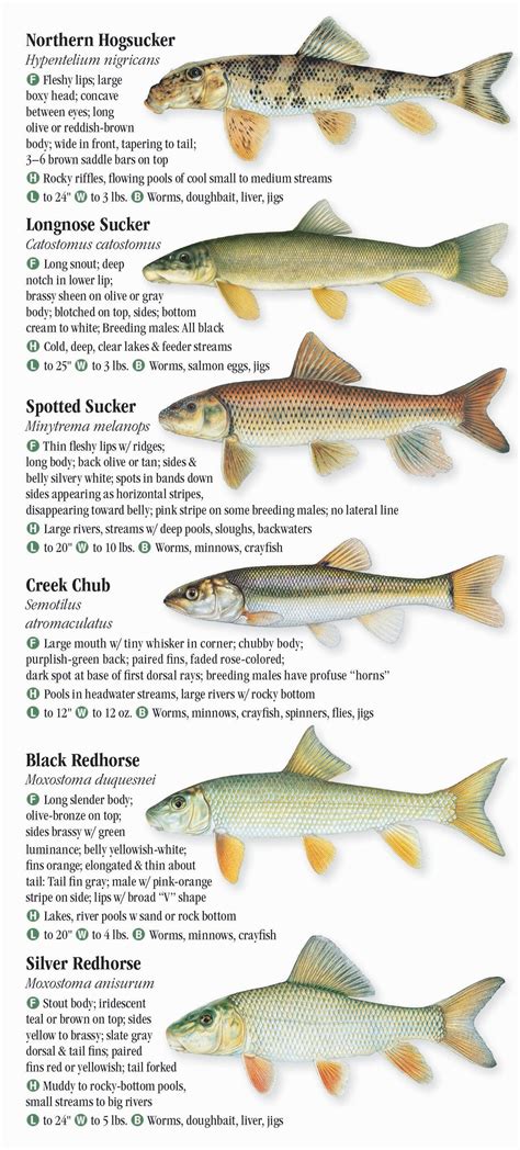 Freshwater Fishes of Indiana – Quick Reference Publishing Wholesale