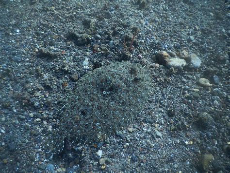 Peacock Flounder Camouflage Photograph by Carleton Ray - Pixels