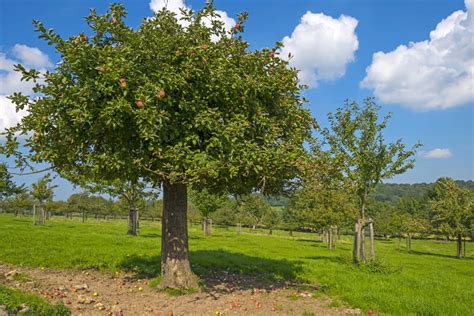 Arbres Fruitiers Fiches Pratiques Pour Planter Un Arbre Fruitier | Hot Sex Picture