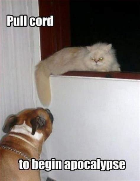 55 Funniest Cat Memes Ever