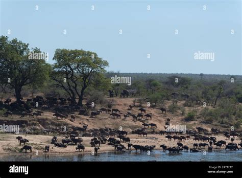 African buffalo herd, Cape buffalo herd Stock Photo - Alamy