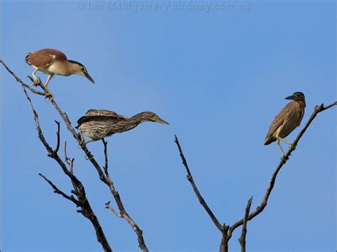 Nankeen Night Heron photo image 16 of 21 by Ian Montgomery at birdway.com.au