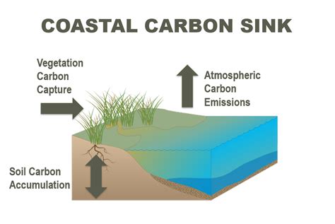 Examples of carbon sequestration - Olfeaviation