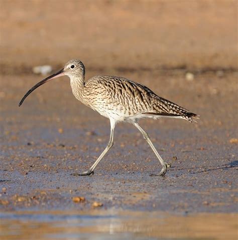 Eurasian Curlew