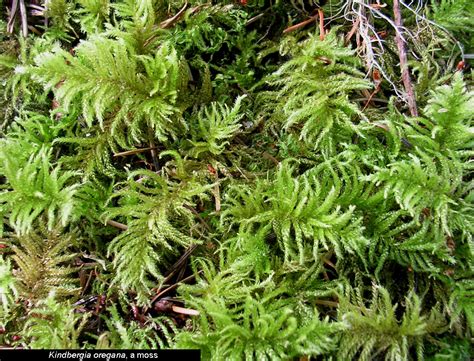 Examples of Bryophytes