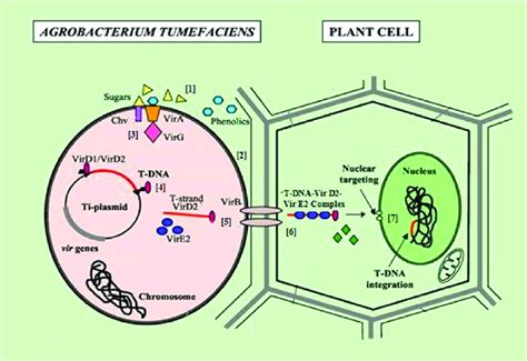 Mechanism of T-DNA transfer. [1] Signal induction to Agrobacterium, [2]... | Download Scientific ...