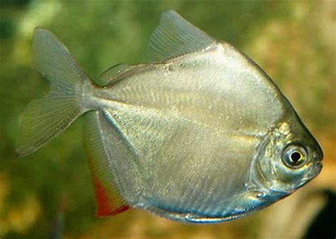 Silver Dollar Aquarium Fish | Arizona Aquatic Gardens